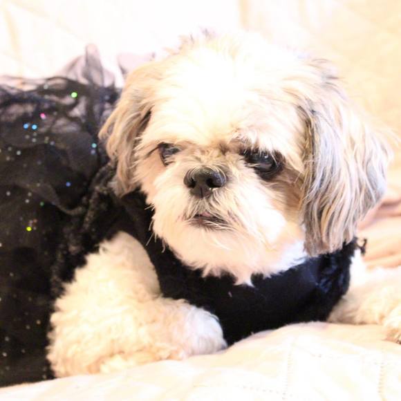 Meet your Posher, Ali - Picture 1 of 1